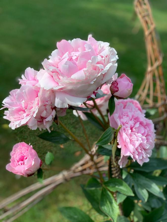 Little Dunmow Corner House Luxury Bnb מראה חיצוני תמונה